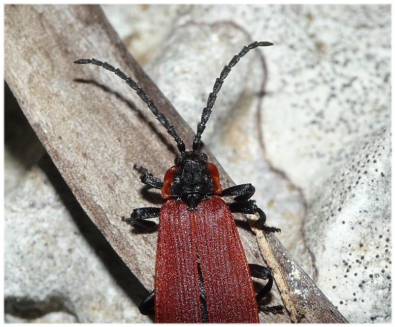 Credo di non averlo mai visto... Lygistopterus anorachilus